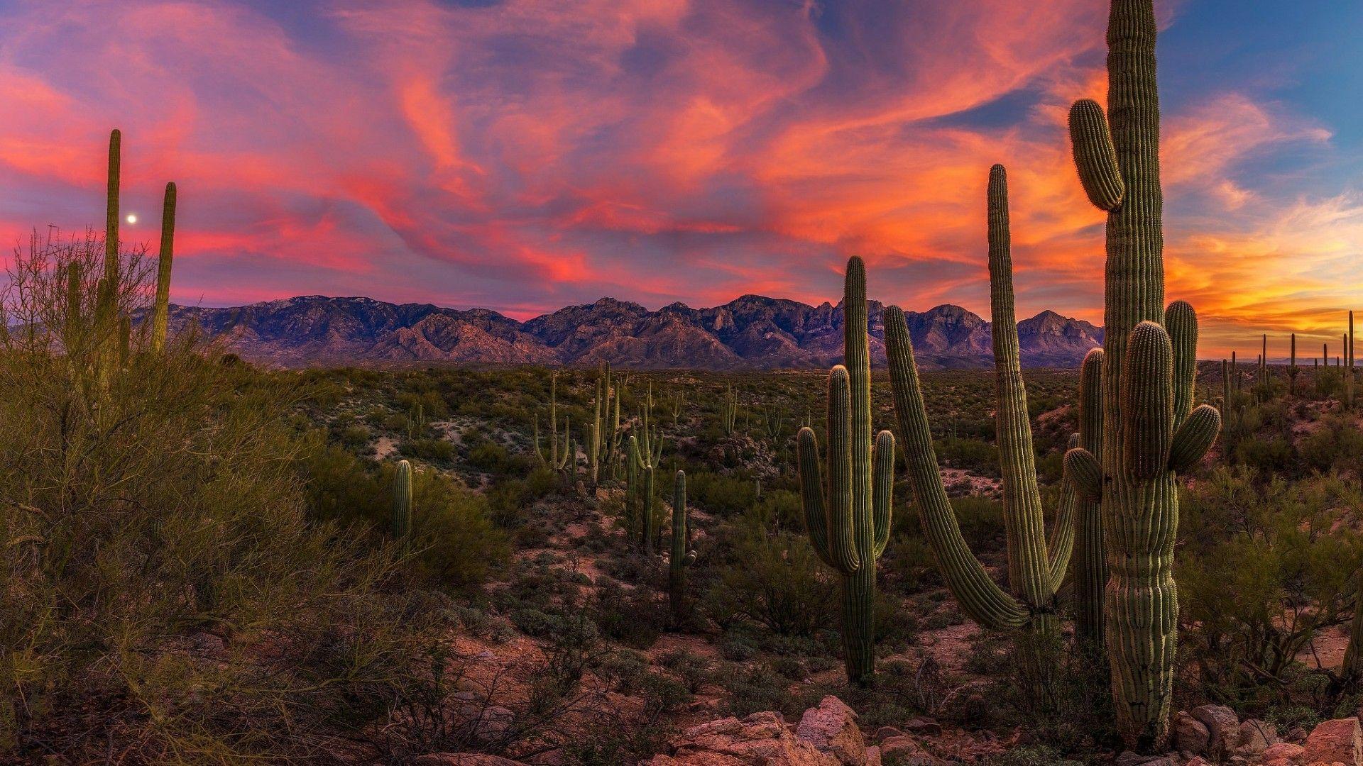 Arizona desert at sunset — saguaro cactus and mountains